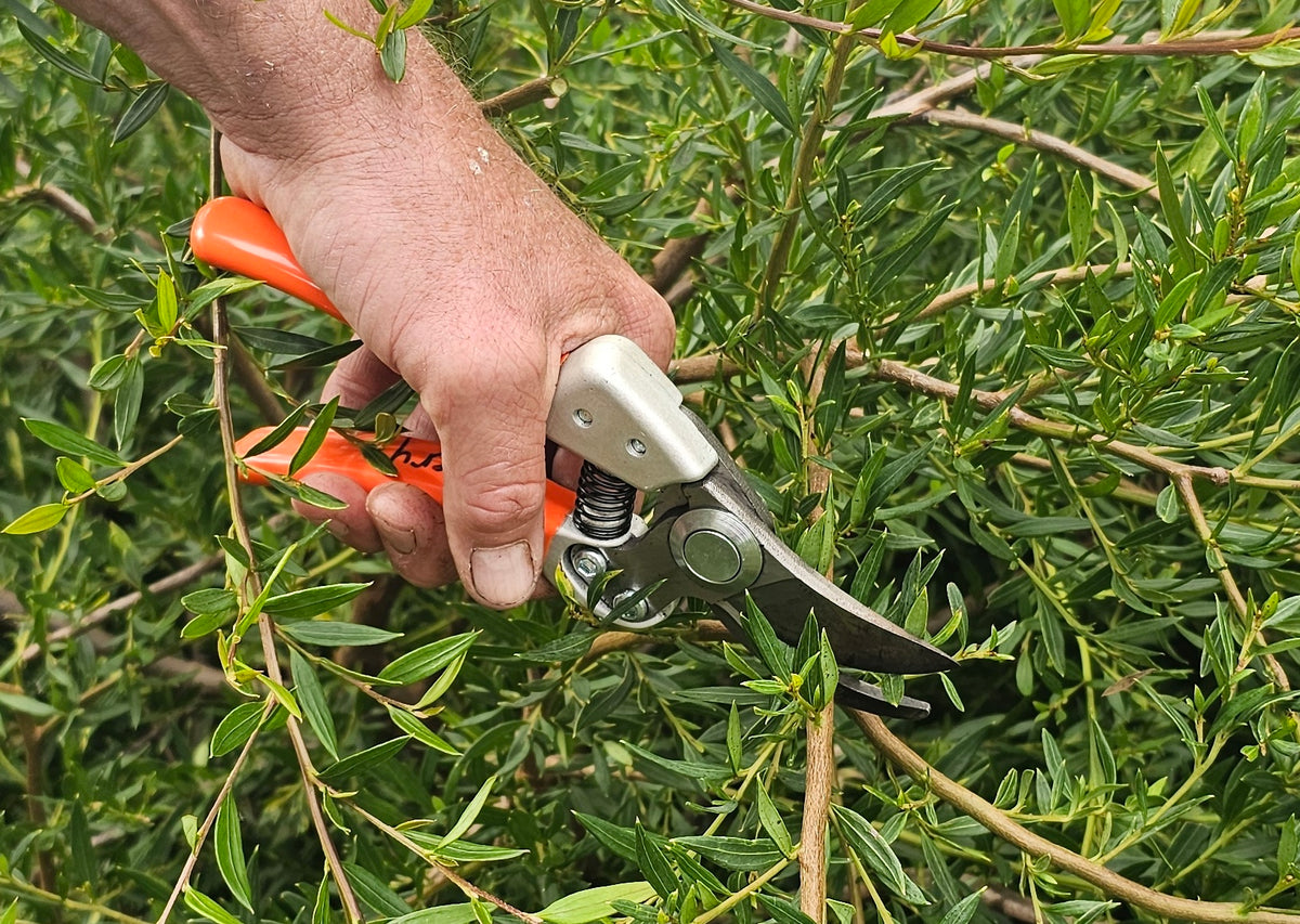 Pruning Native Plants - Sunday 29/3/2026 at 9.30am