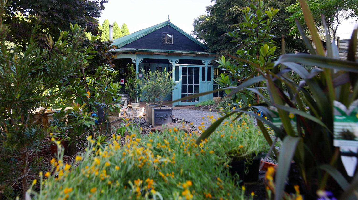 Native Grace nursery