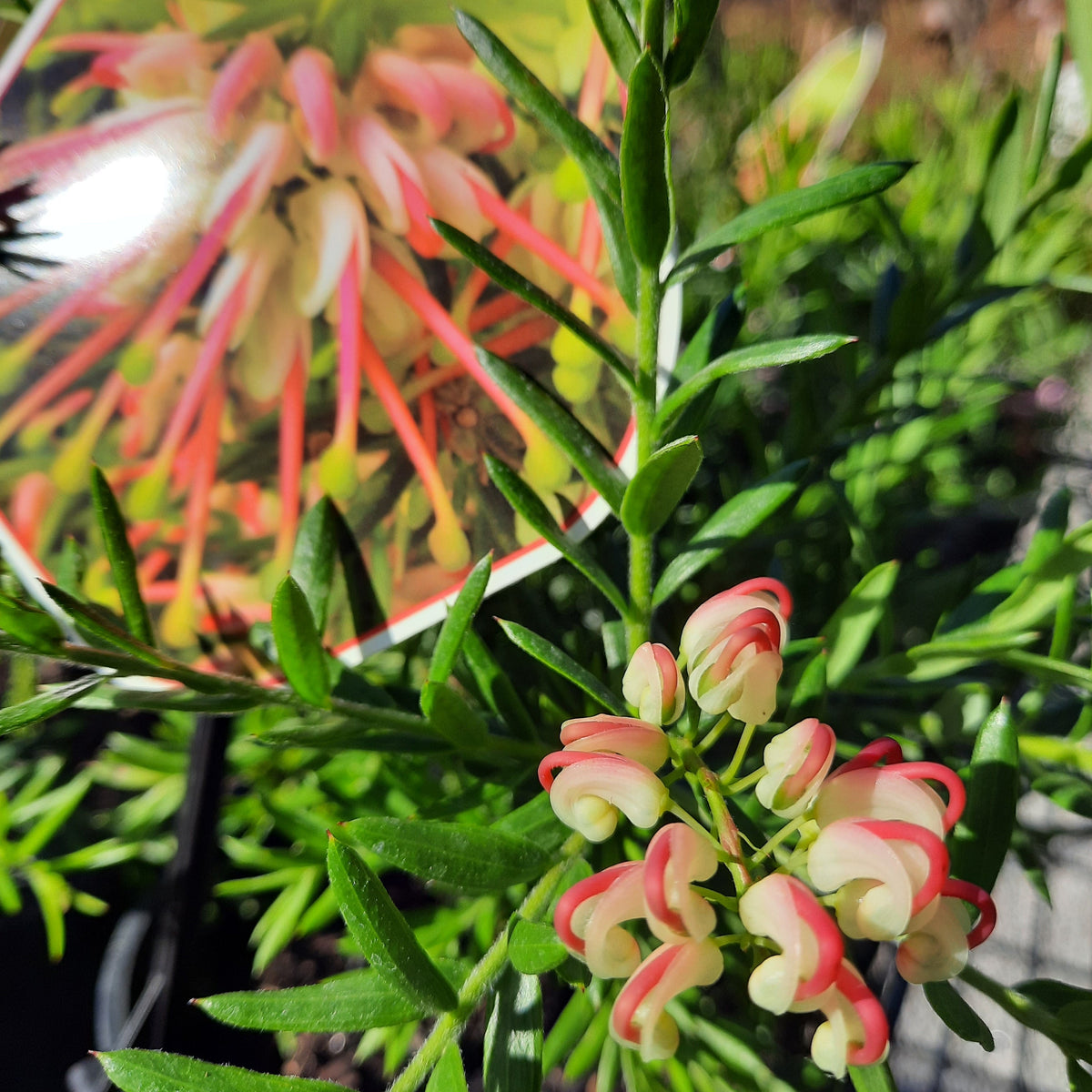 Grevillea 'Hills Jubilee' 140mm