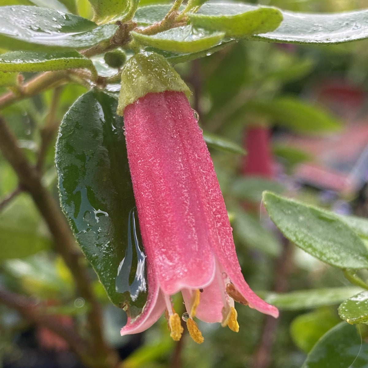 Correa Dusky Bells 140mm