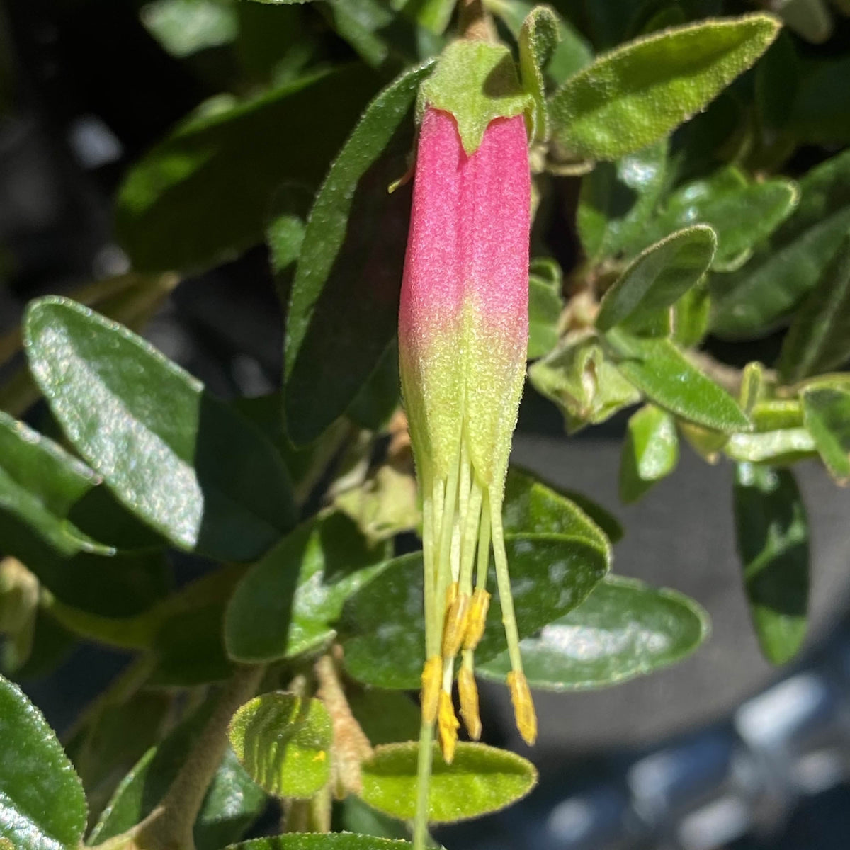 Correa decumbens 140mm