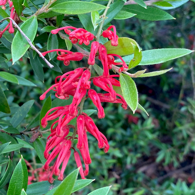 Grevillea 'Lady O' 200mm
