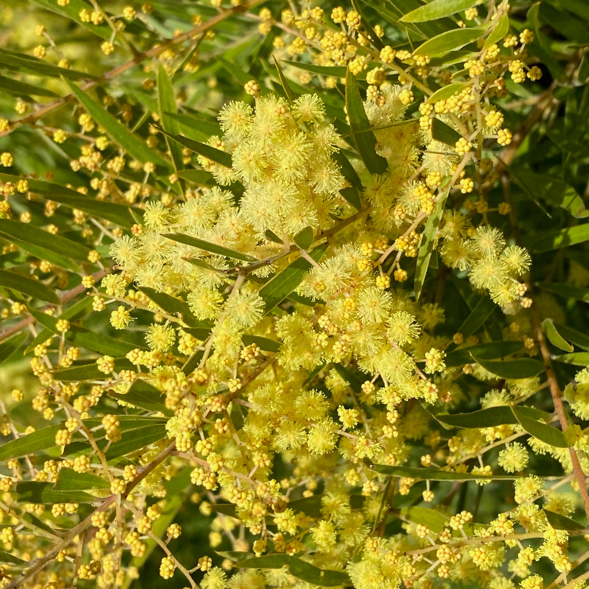 Acacia fimbriata - Fringed Wattle 140mm