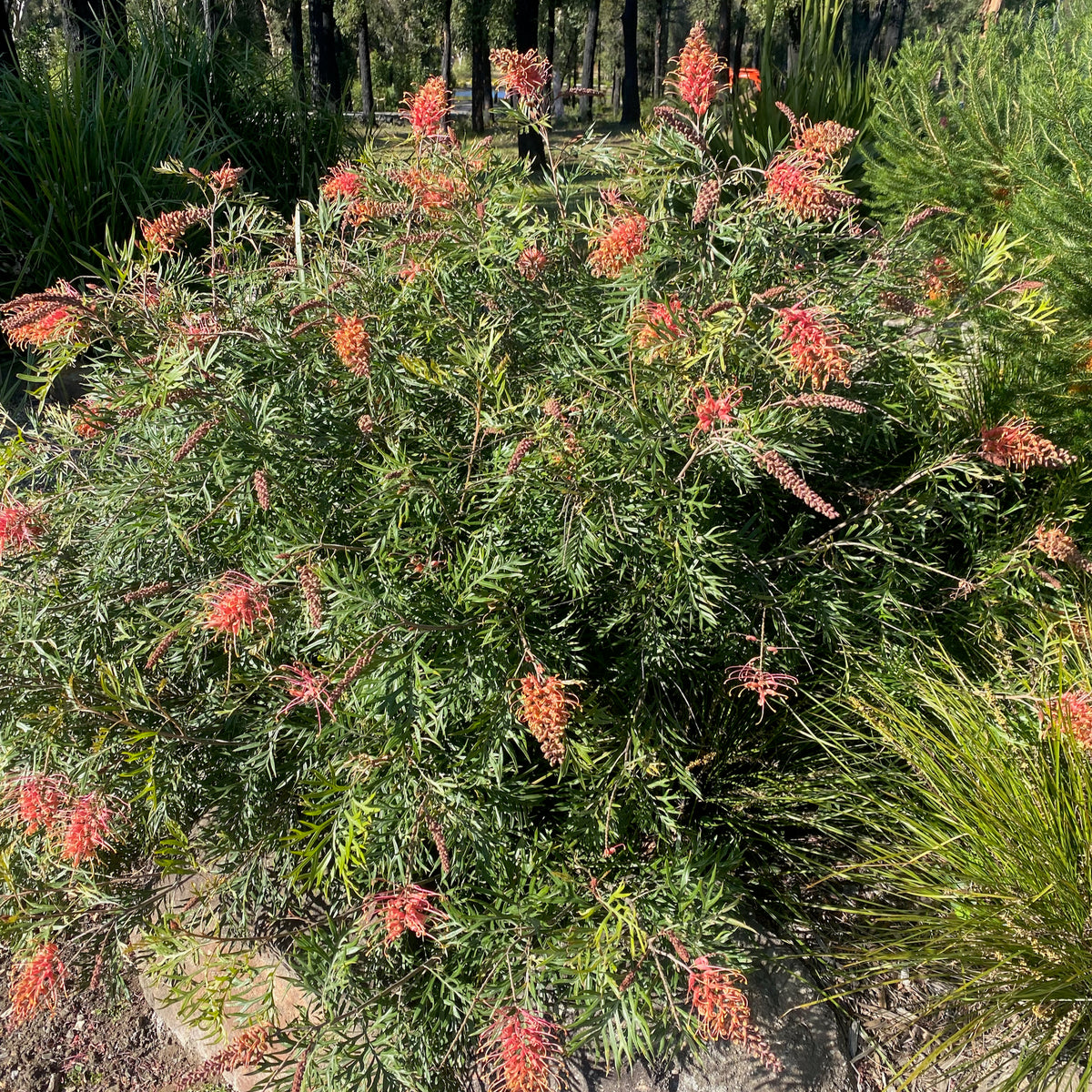 Grevillea Peaches & Cream 140mm