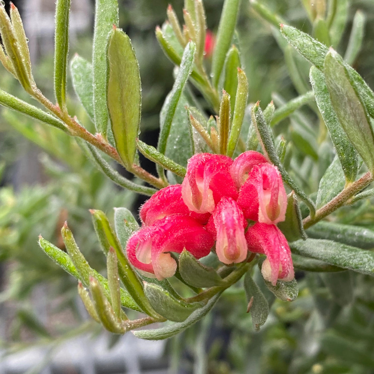 Grevillea 'Jelly Baby' 140mm