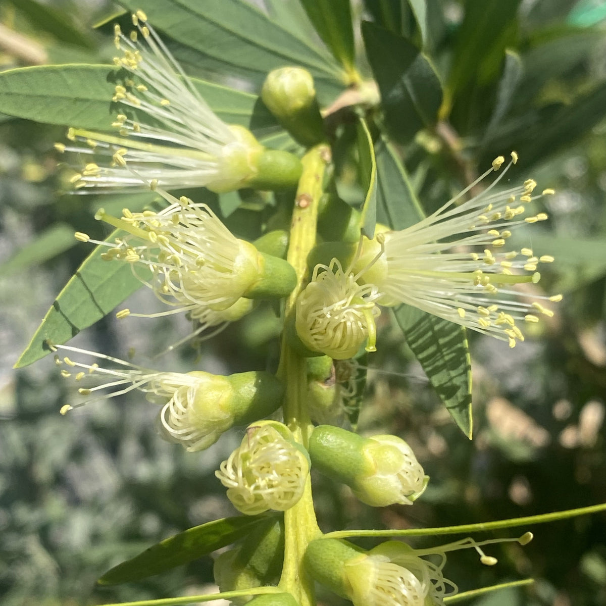 Callistemon Wilderness White 140mm