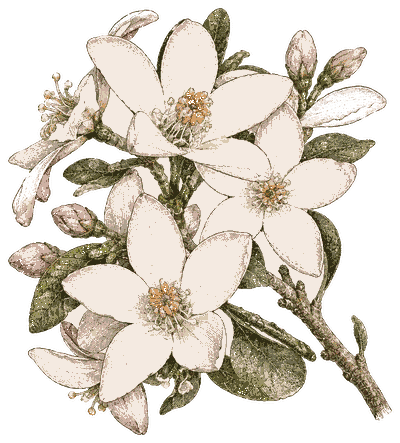 Feature Plants