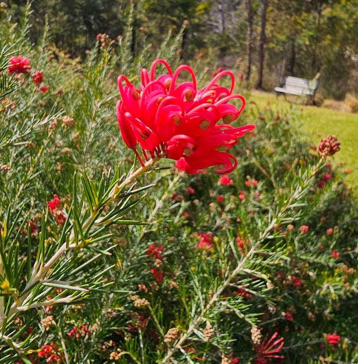 Habitat Plants