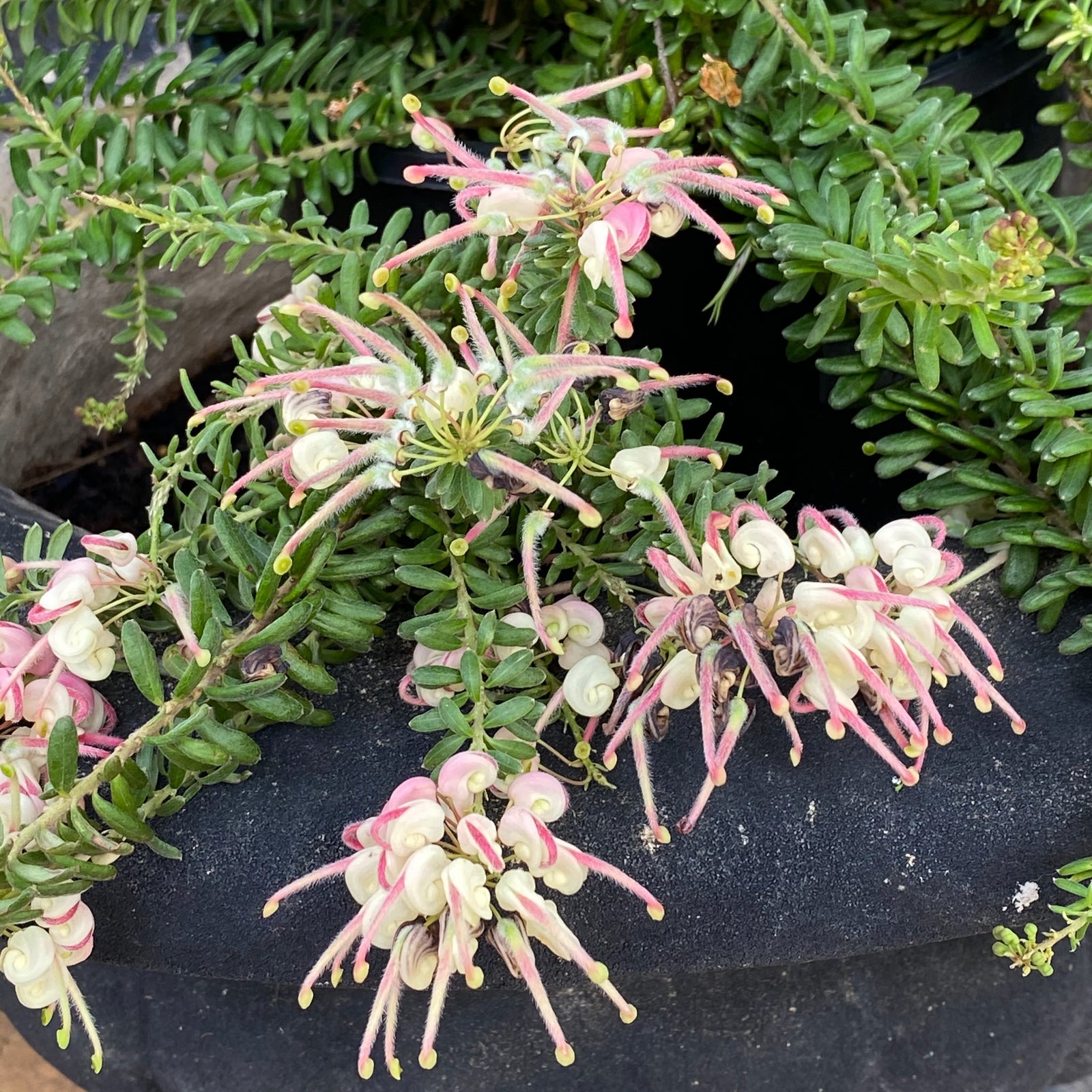 Grevillea's