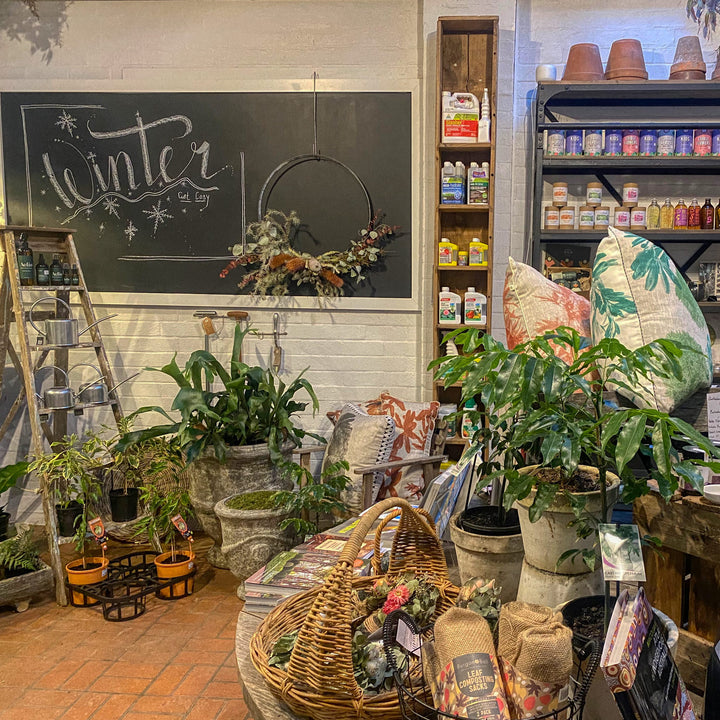 Our Shop