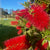 Callistemon - Bottlebrush