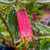 Correa - Native Fuchsia