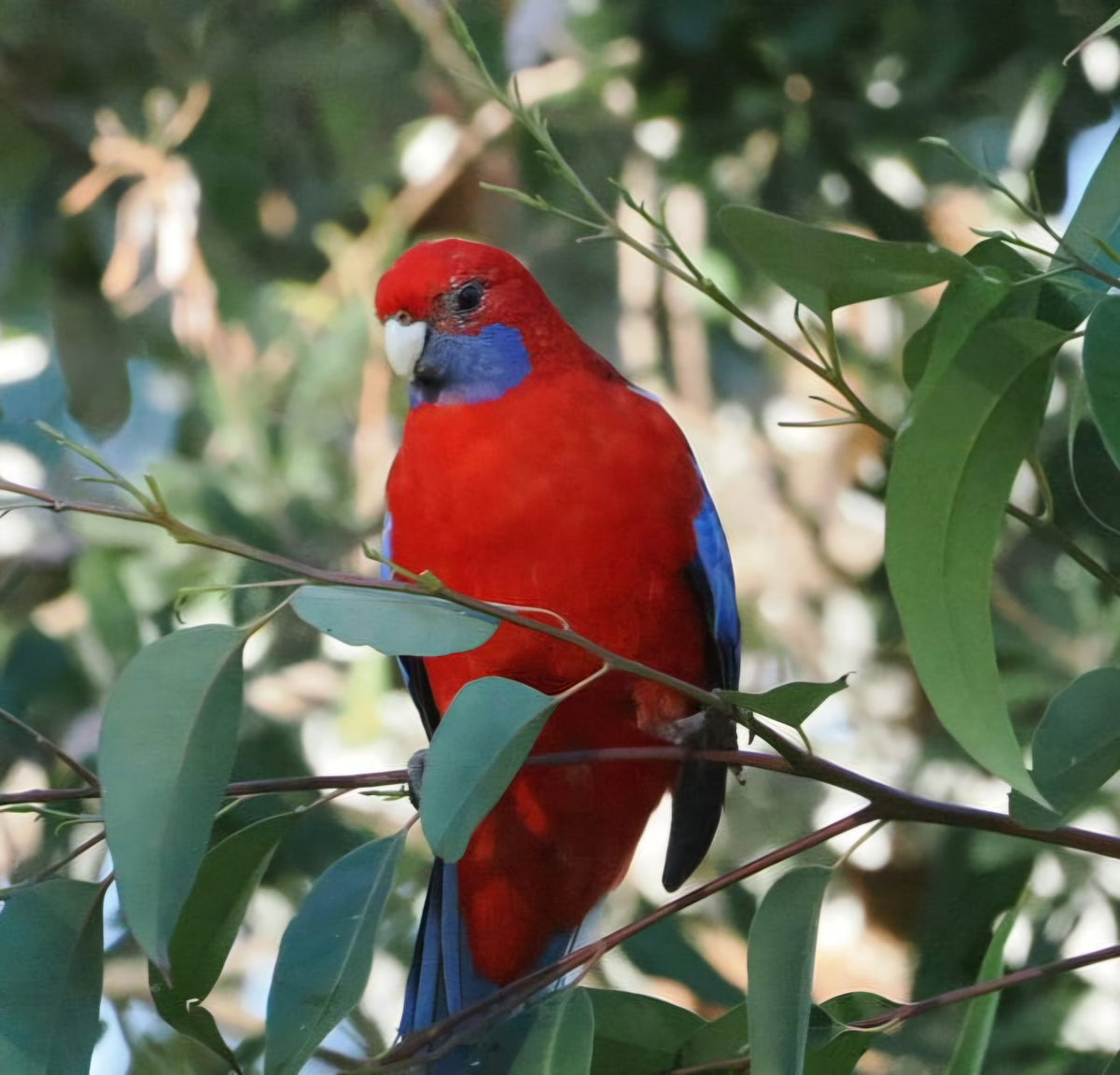 Creating Bird Friendly Gardens - Sunday, 14/6/26 at 9.30am