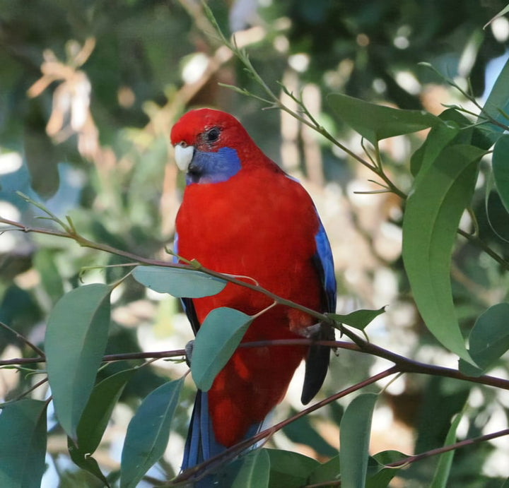 Creating Bird Friendly Gardens - Sunday, 14/6/26 at 9.30am