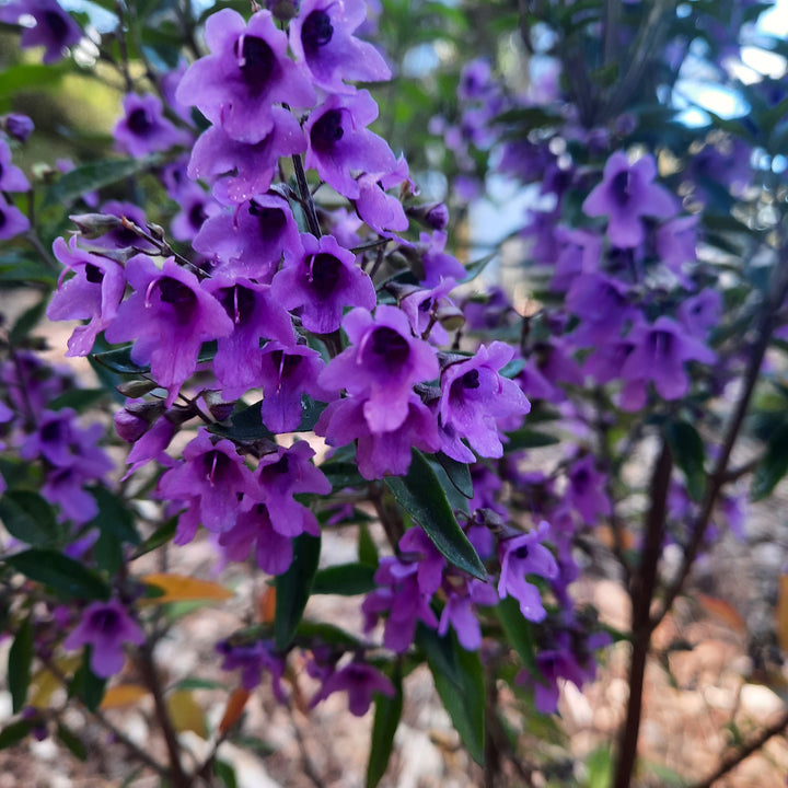 Prostanthera ovalifolia compacta 140mm
