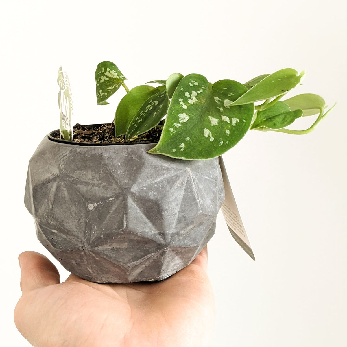 Eché Hemp & Coconut - DINO pot