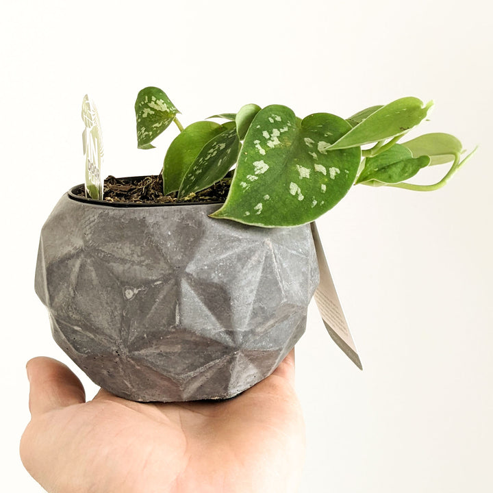 Eché Hemp & Coconut - DINO pot
