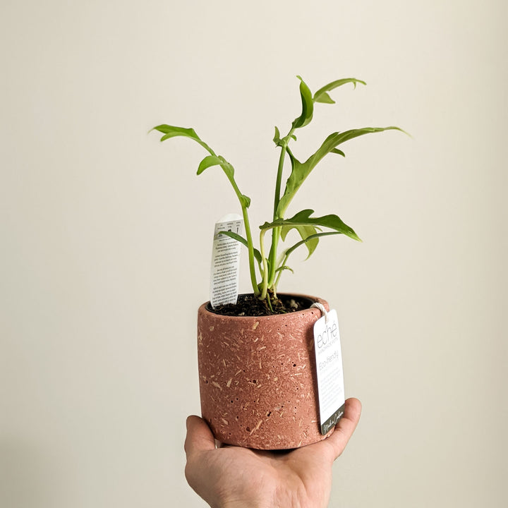 Eché Hemp & Coconut - CYLINDER pot