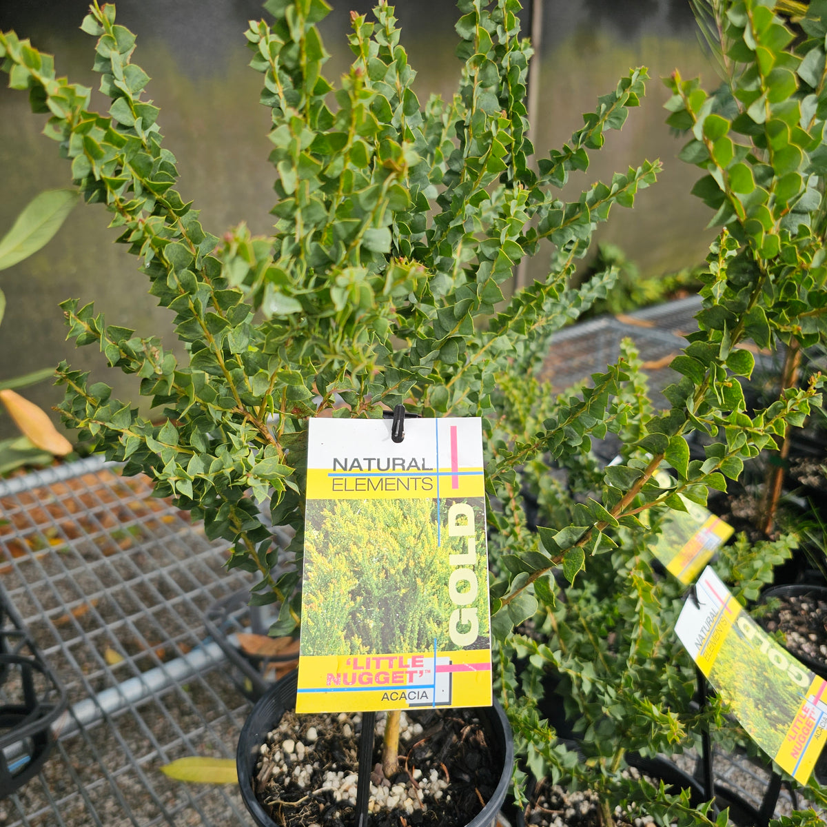 Acacia pravissima Little Nugget 140mm