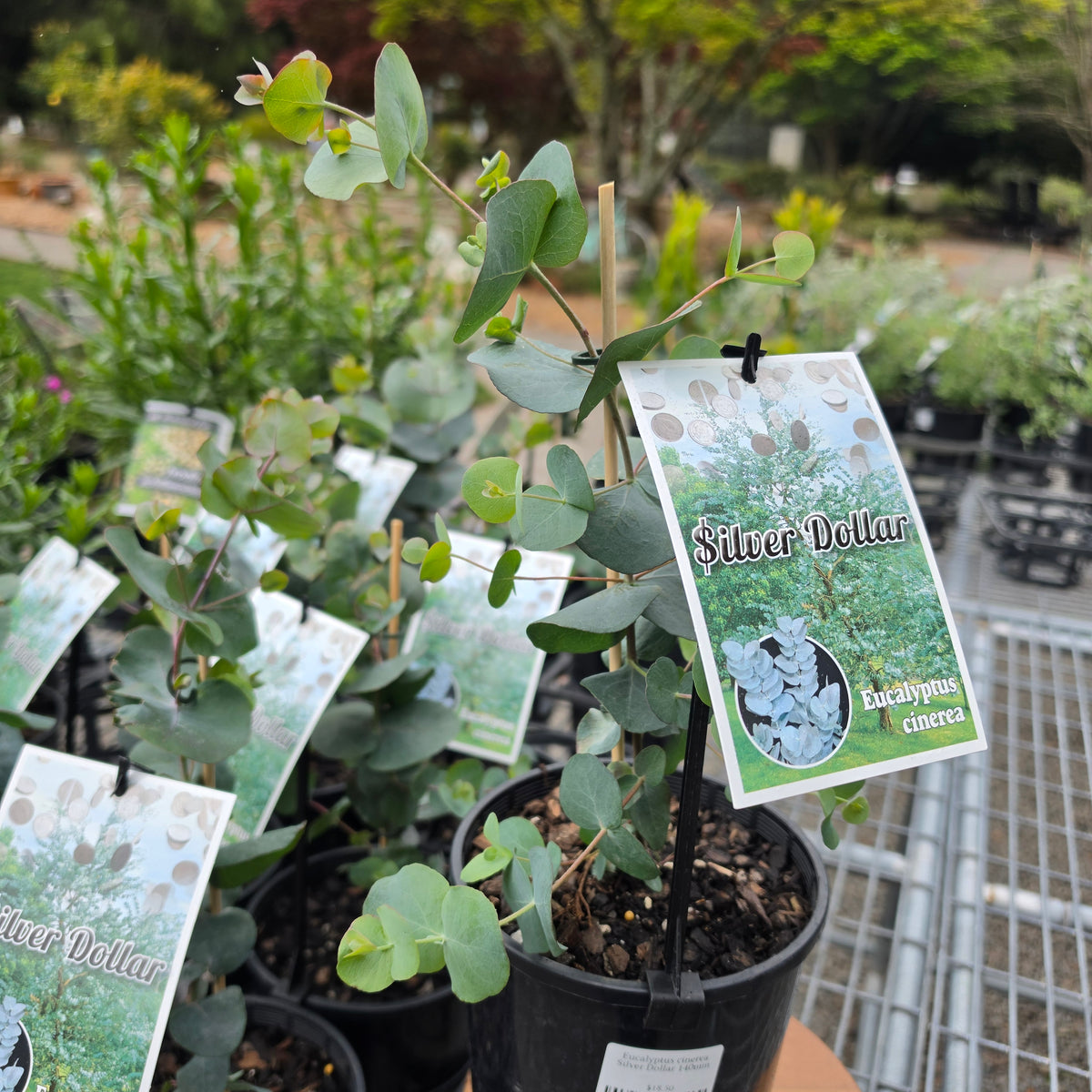 Eucalyptus cinerea Silver Dollar 140mm