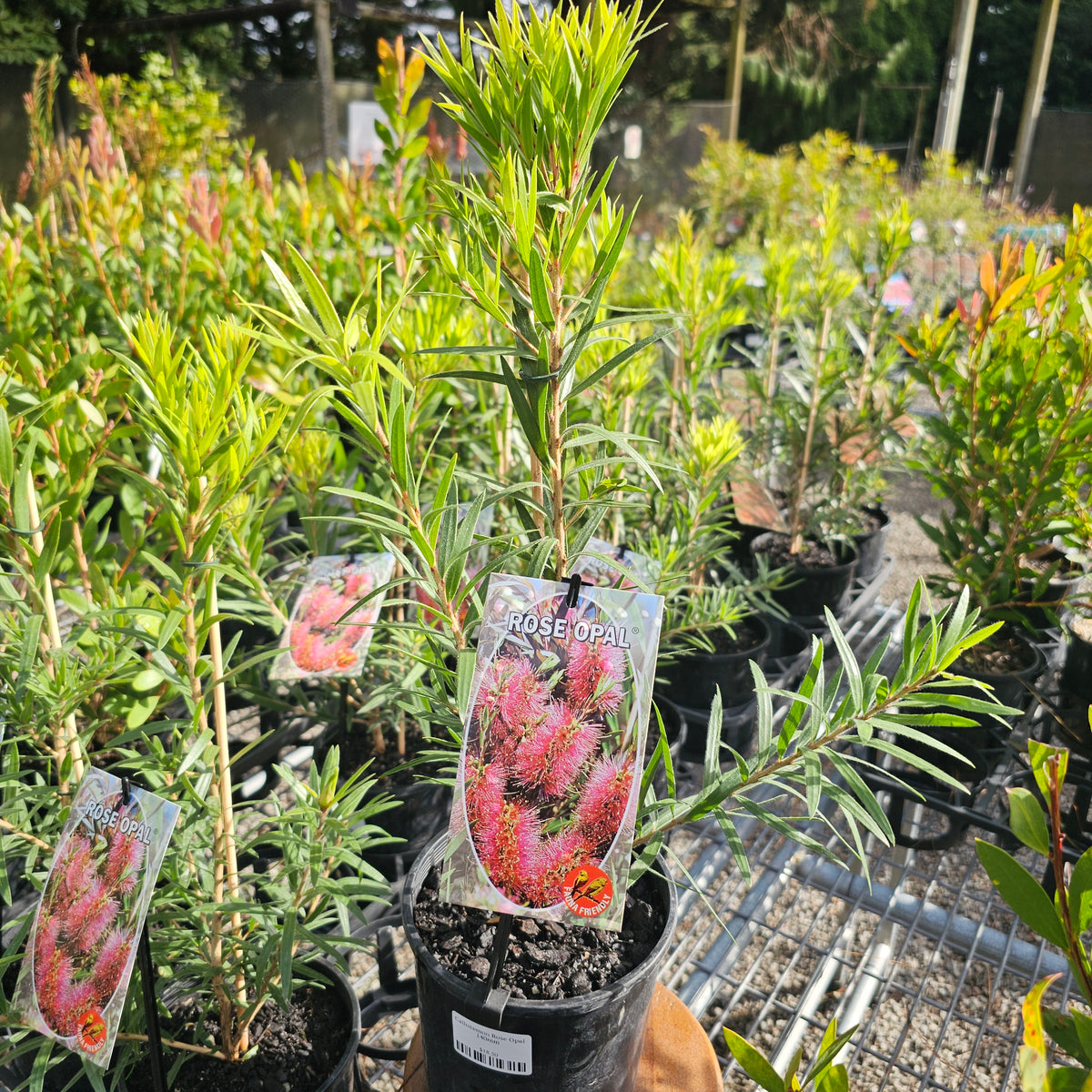 Callistemon Rose Opal 140mm