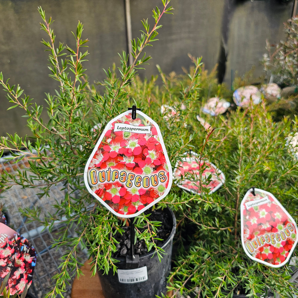 Leptospermum Outrageous 140mm