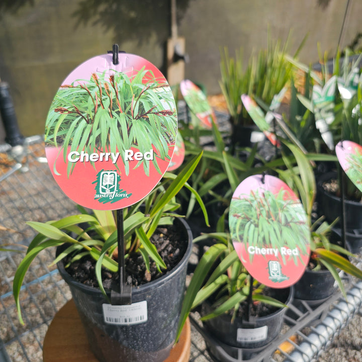 Dianella tasmanica 'Cherry Red' 140mm