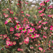 Leptospermum Rudolph 140mm