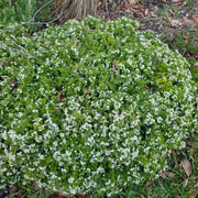 Babingtonia virgata nana 140mm