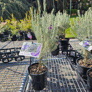 Eremophila waitii Silky Lavender 140mm