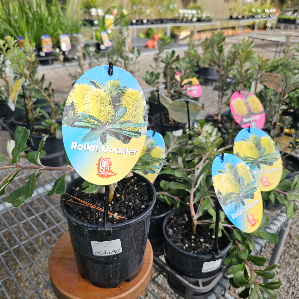 Banksia integrifolia prostrate 'roller coaster' 140mm