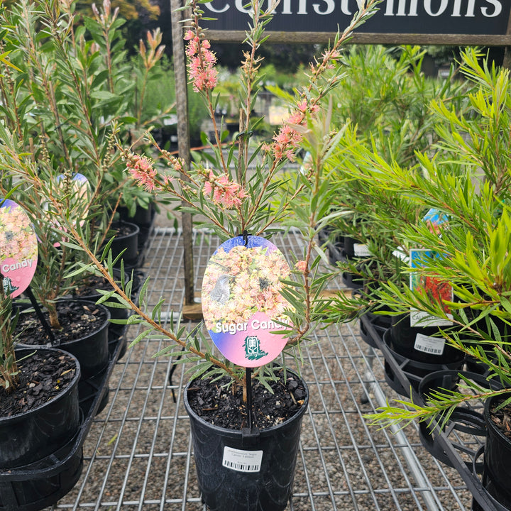 Callistemon 'Sugar Candy' 140mm