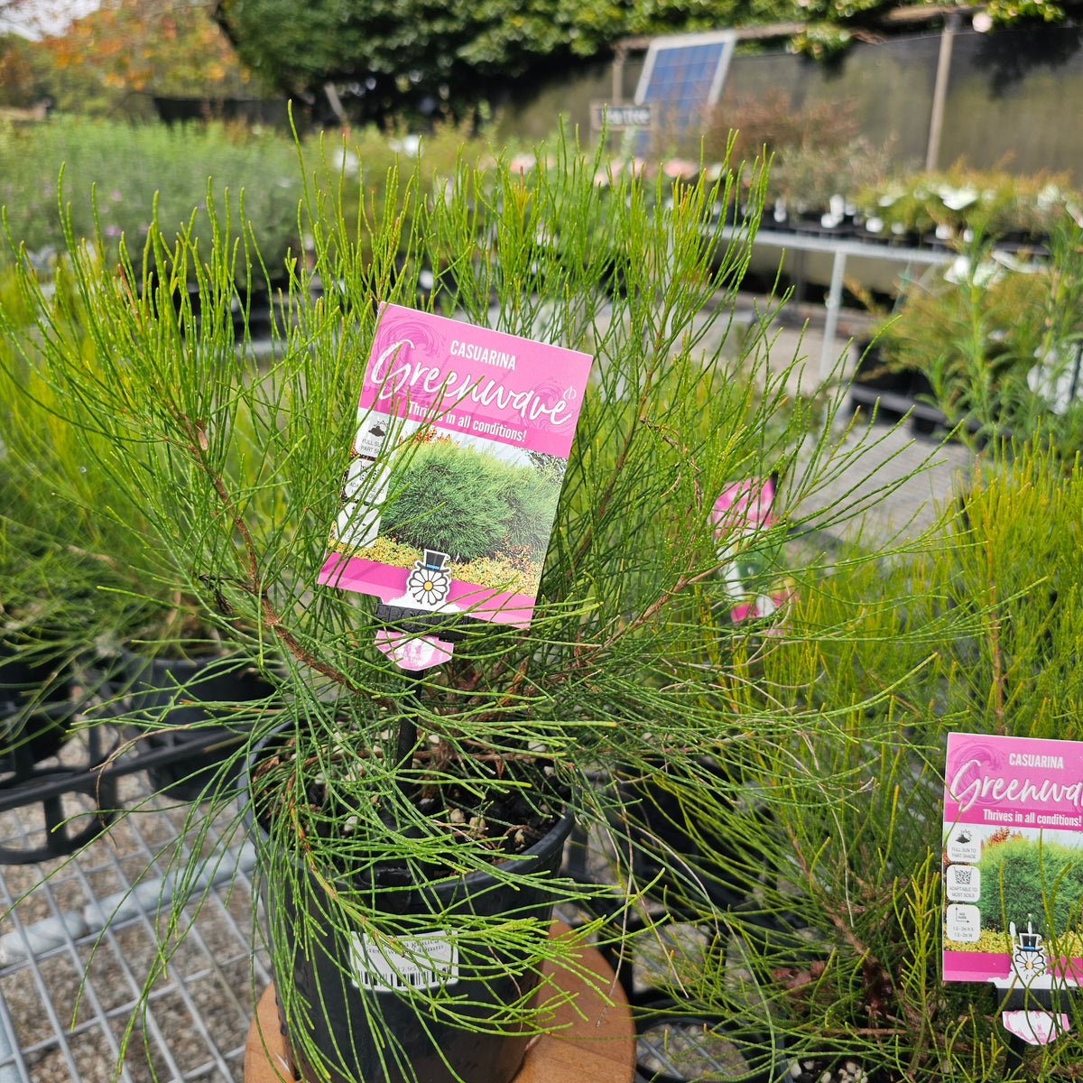 Casuarina glauca Greenwave 140mm