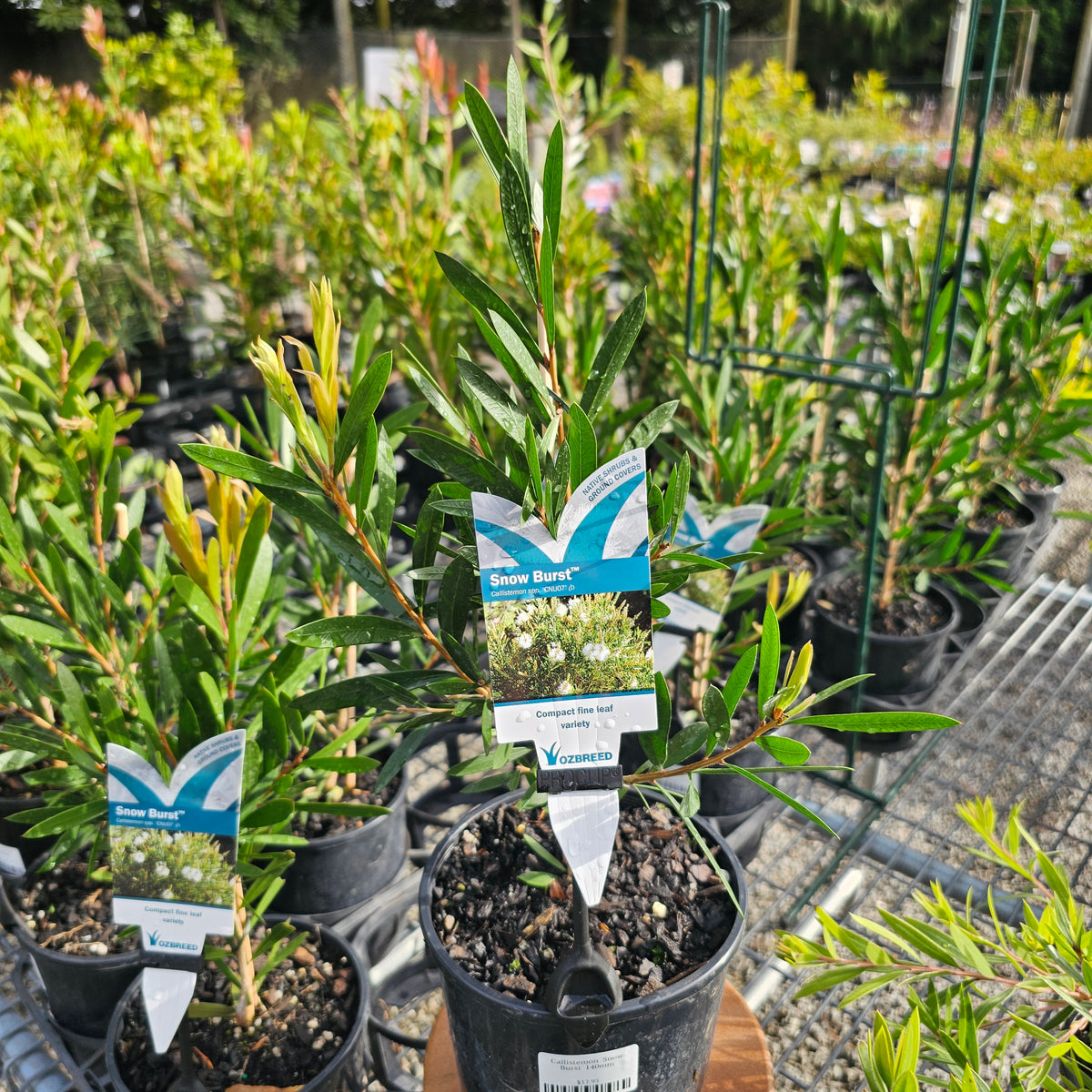 Callistemon 'Snow Burst' 140mm