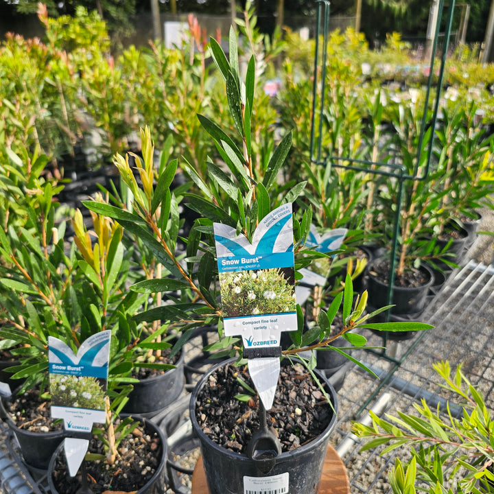 Callistemon 'Snow Burst' 140mm