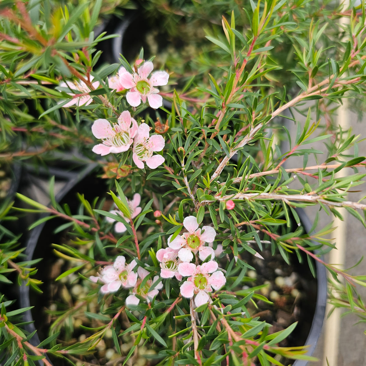 Leptospermum flavescens 'Cardwell Pink' 140mm