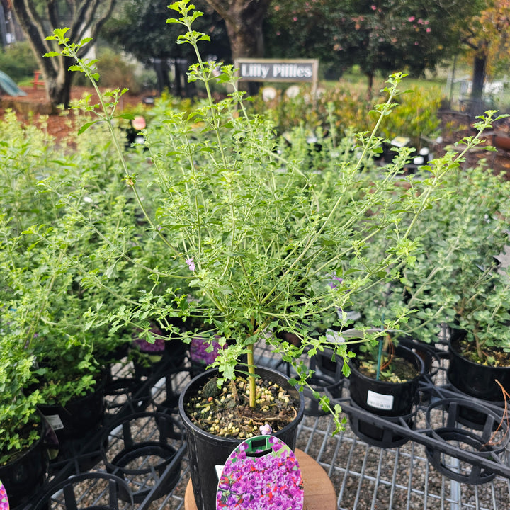 Prostanthera sieberi 'Minty' 140mm