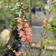 Callistemon 'Sugar Candy' 140mm