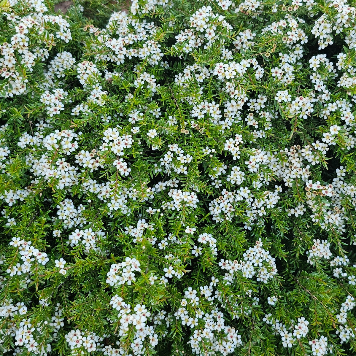 Babingtonia virgata nana 140mm