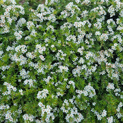 Babingtonia virgata nana 140mm