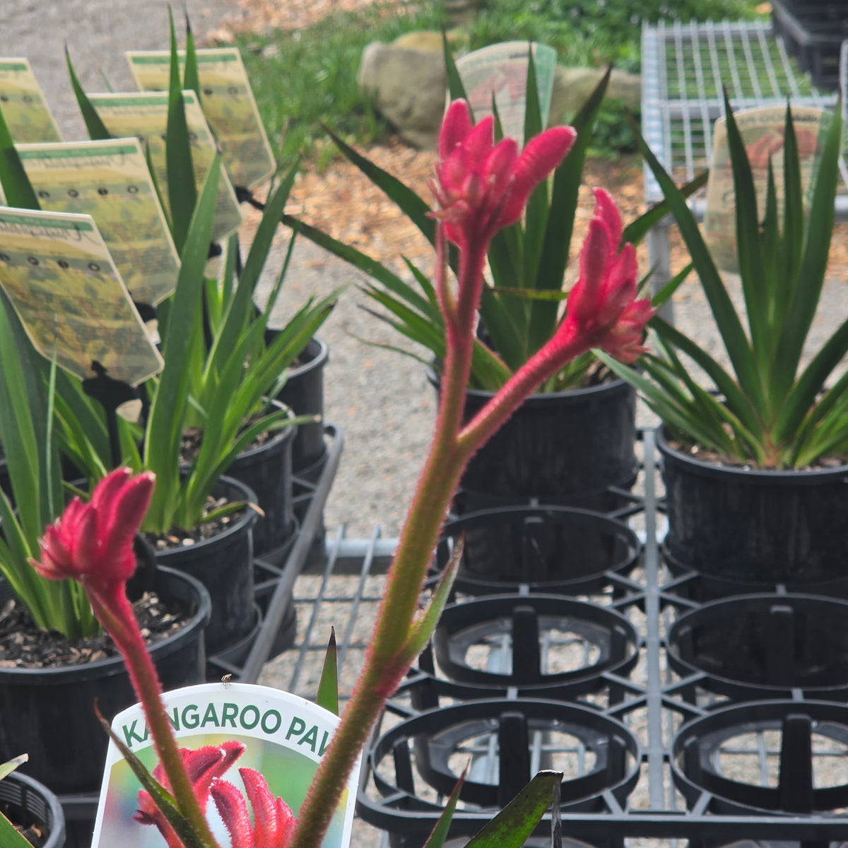 Anigozanthos 'Bush Princess' 140mm