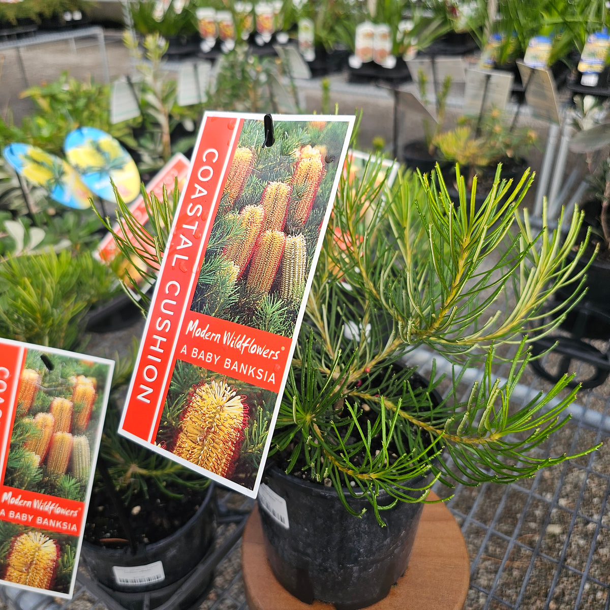 Banksia spinulosa Coastal Cushion 140mm