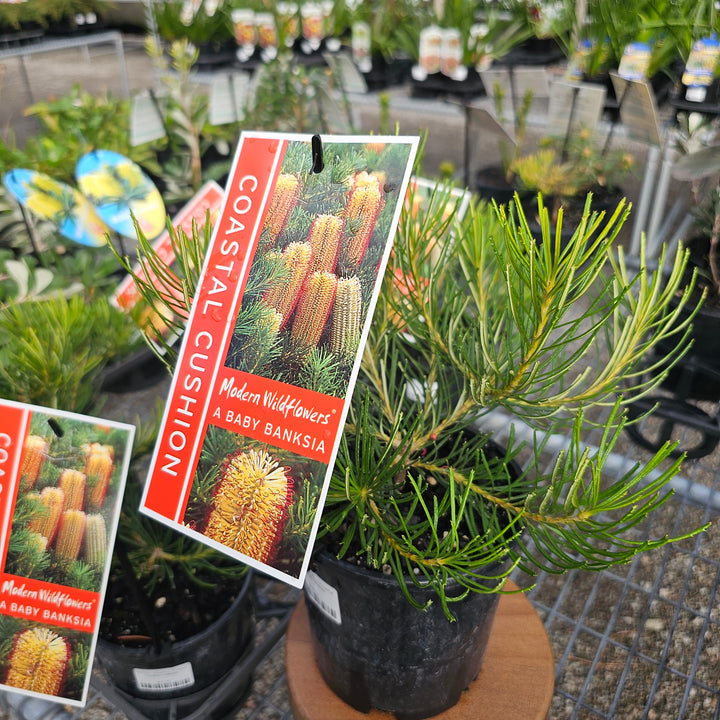 Banksia spinulosa Coastal Cushion 140mm