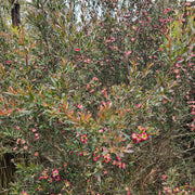 Leptospermum Rudolph 140mm
