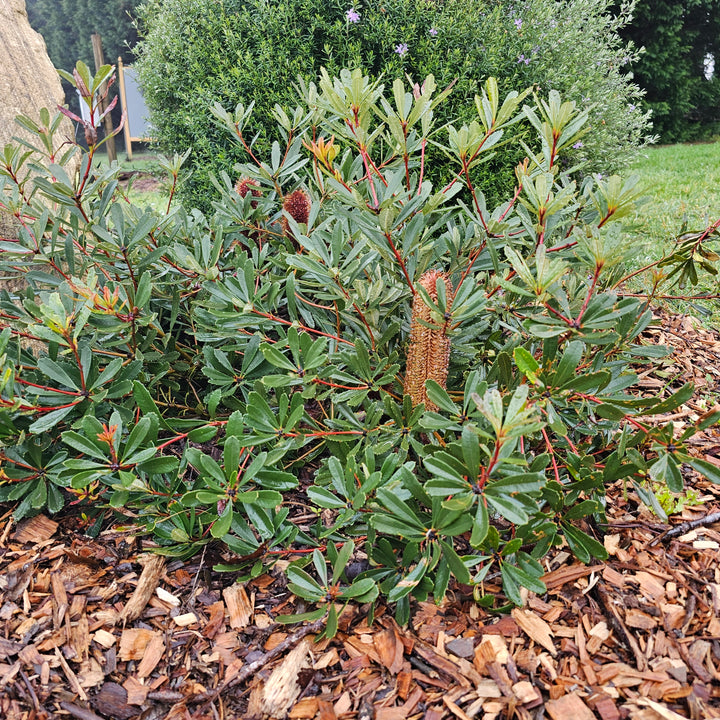 Banksia paludosa 'Little Pal' 140mm