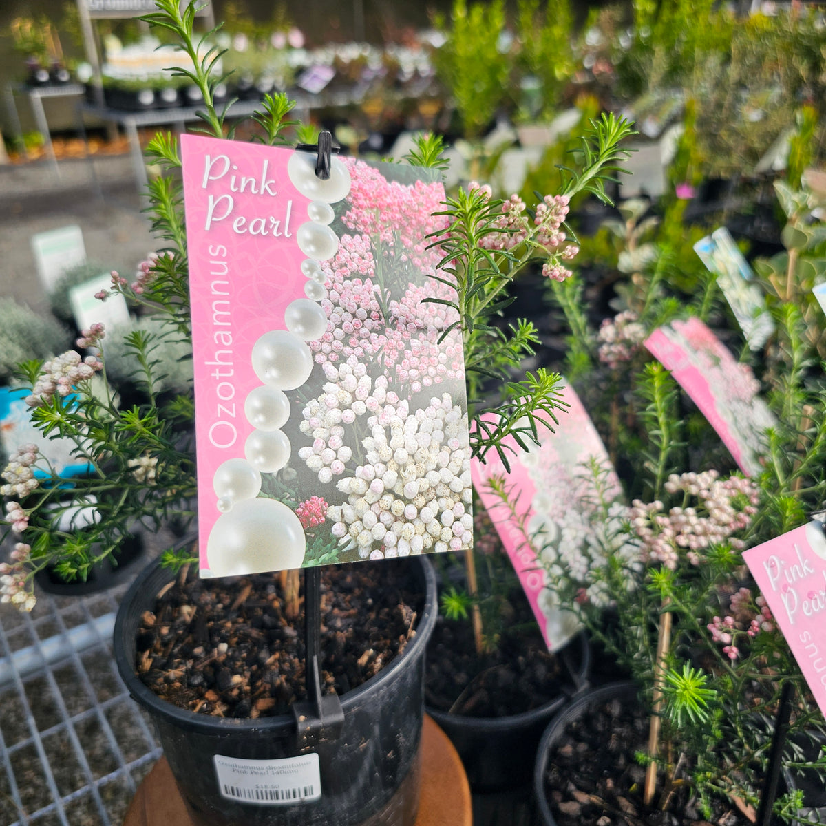 Ozothamnus diosmifolius Pink Pearl 140mm