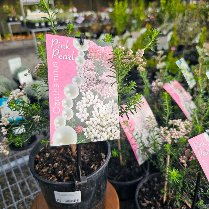 Ozothamnus diosmifolius Pink Pearl 140mm