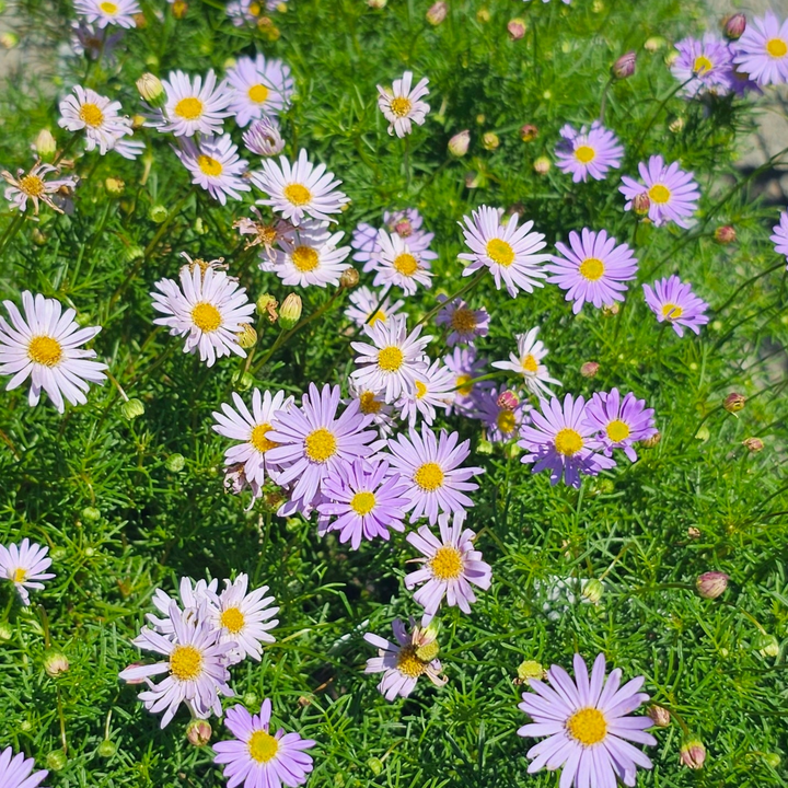 Brachyscome multifda 140mm