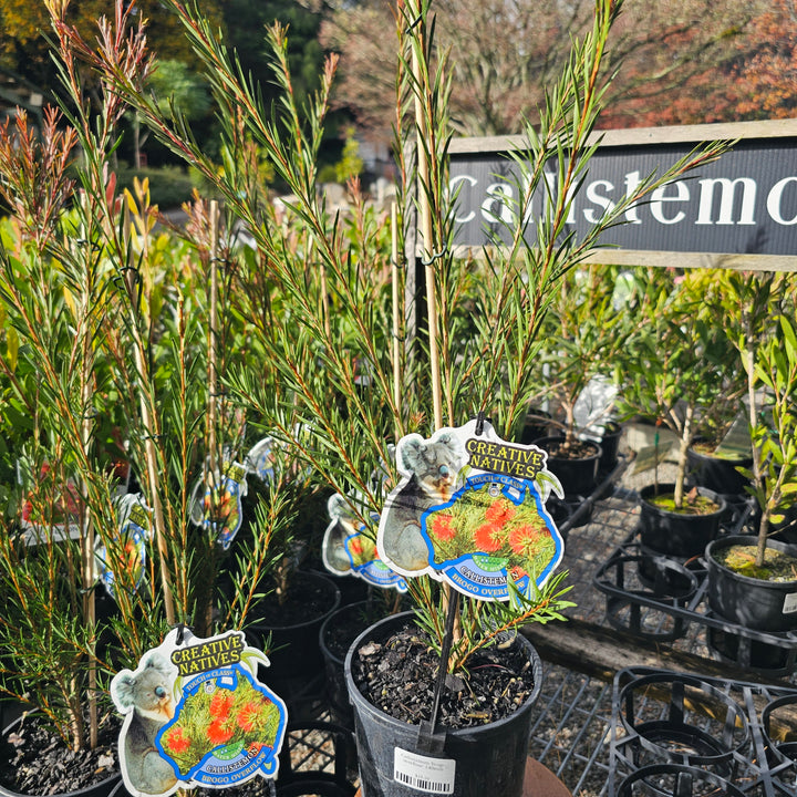 Callistemon 'brogo overflow' 140mm