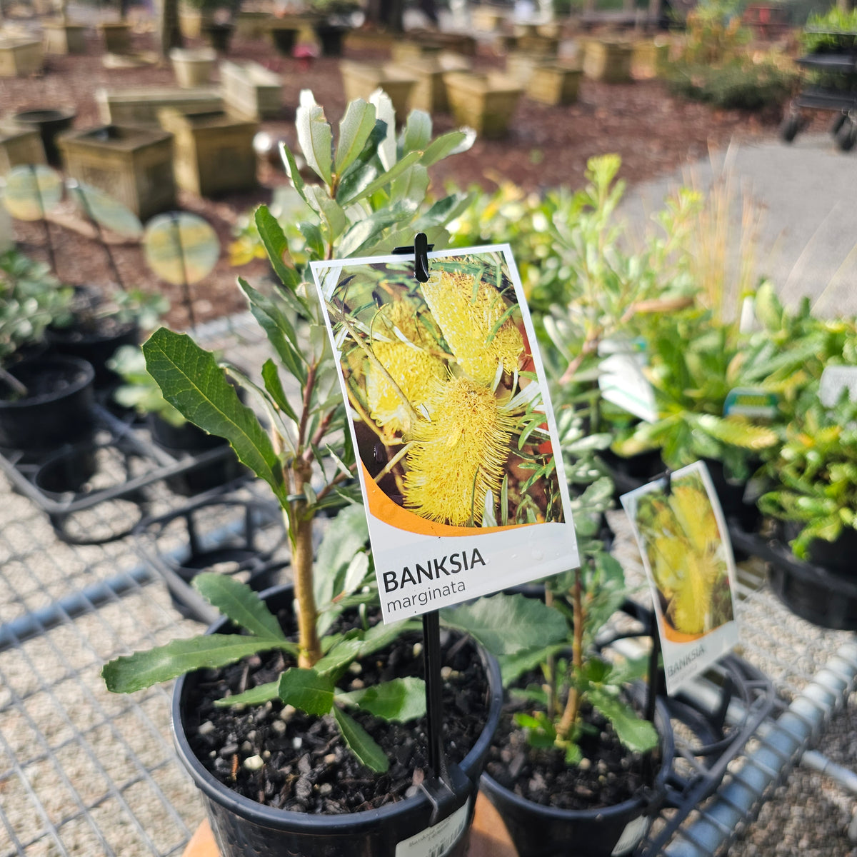 Banksia marginata 140mm
